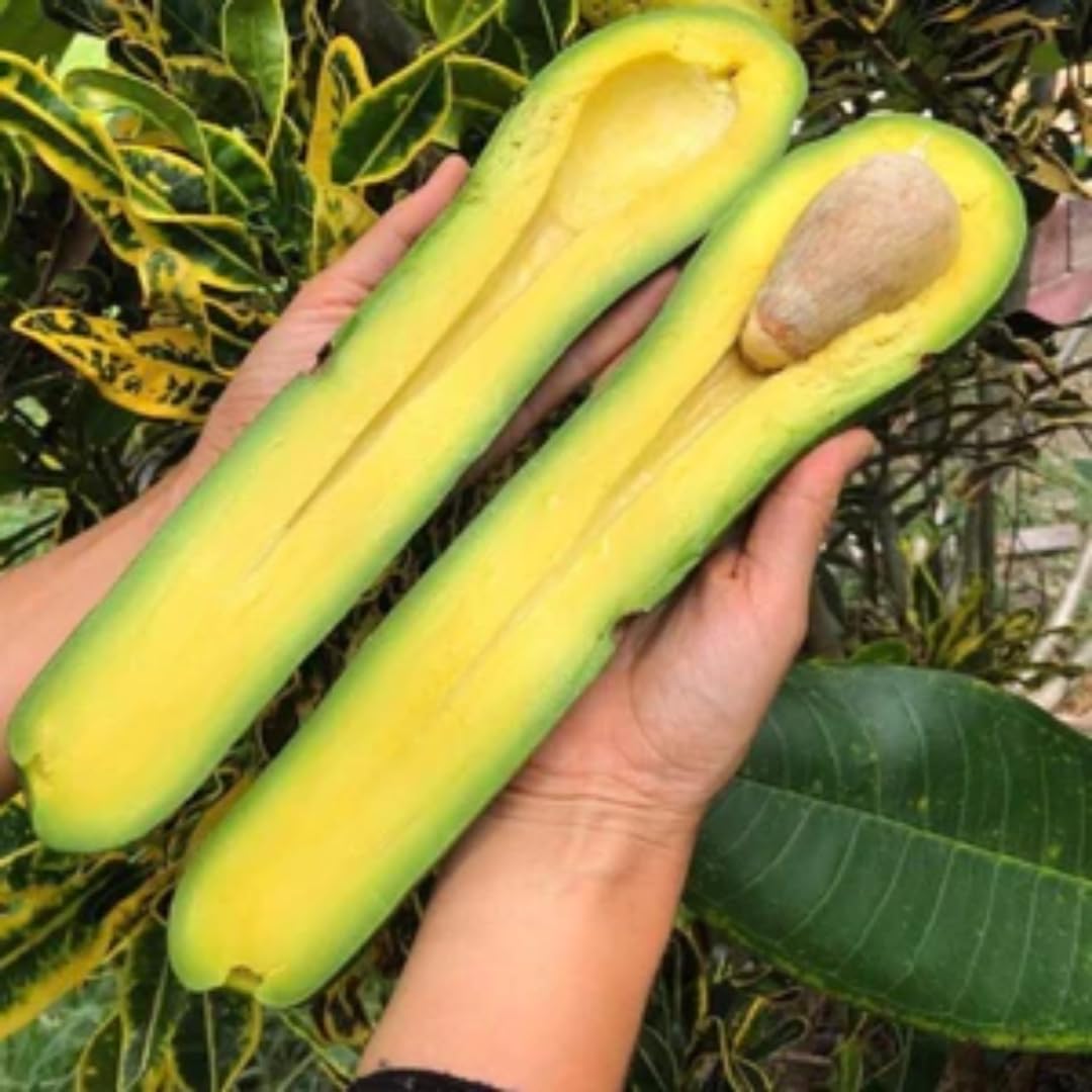 Long Neck Avocado Tree Live Plant, 3-4 Feet Tall, Avocado Fruit Tree in 3 Gallon Pot for Patio, Container, and Outdoor Garden Growing