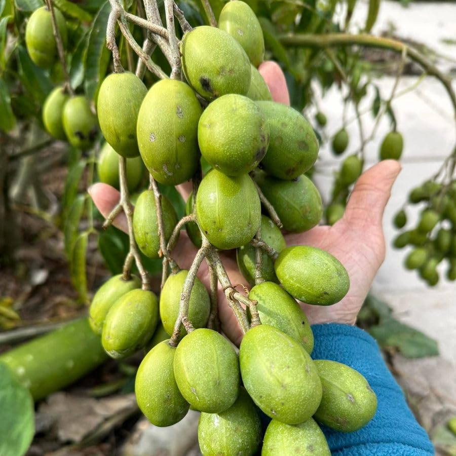 Tropical June Plum Fruit Tree 3 Gallon, June Plum Plant, Live Grafted Trees for Planting Outdoor Your Garden, Ready to Fruit
