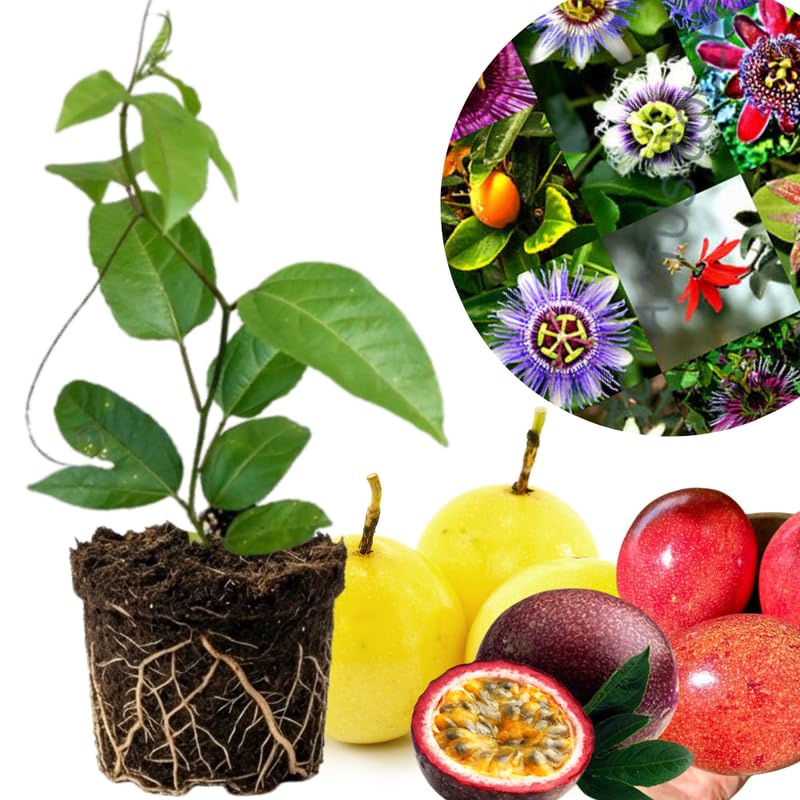 Random Passionfruit Tree Live Plant, Passion Fruit Vine Plant, 4-8 Inches Tall, Outdoor Planting, Very Fast-Growing Vines