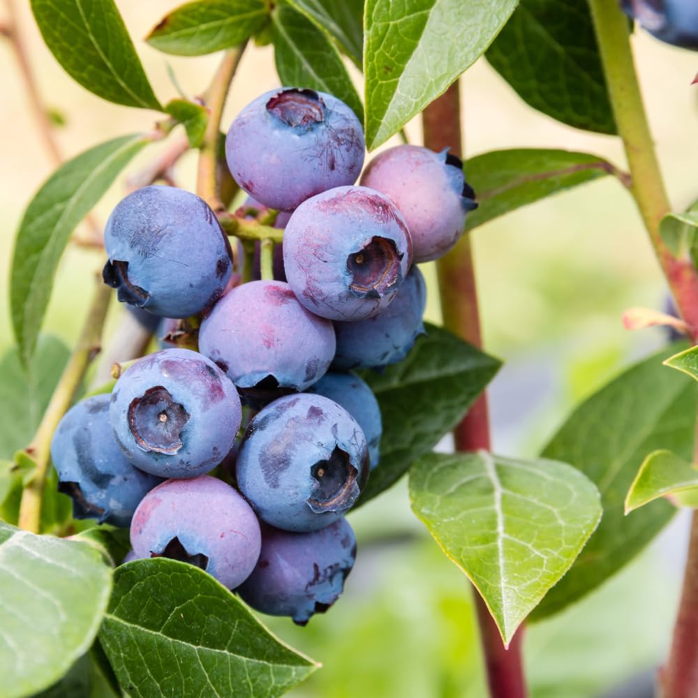 2 Blueberry Bushes Live Plant, 4-6'' Tall Well Rooted Plant, Sweet, High-Yielding, Hardy Blueberries for Garden or Containers (Sunshine Blueberry)
