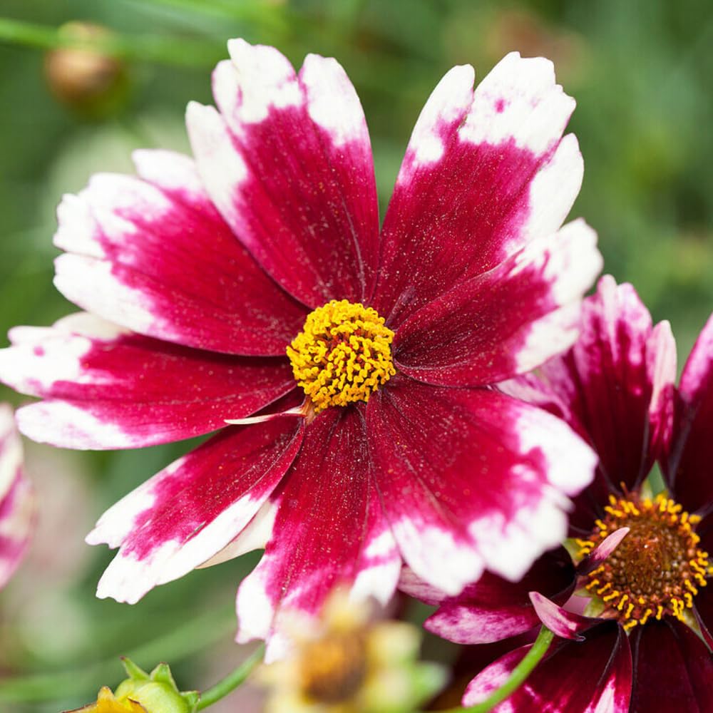 2 Coreopsis Live Plants, Coreopsis Perennial Flowers Well Rooted Plug 3-5" Tall, Tickseed Plants Live