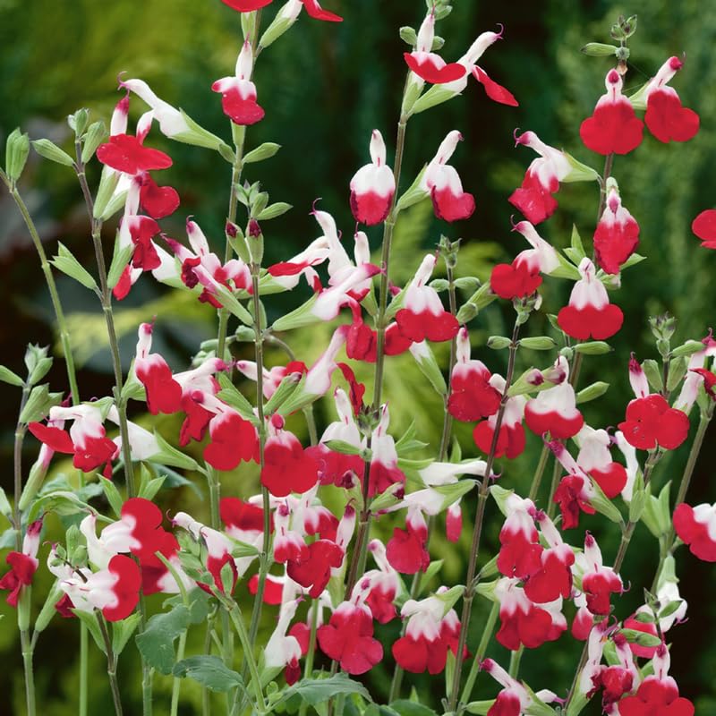 Sets 4 Hot Lips Salvia Sage Plants Live for Spring Planting, Size 4-6" in Tall, Fast-Growing and Quick Flower, Perennial Fragrant Shrubs Bush