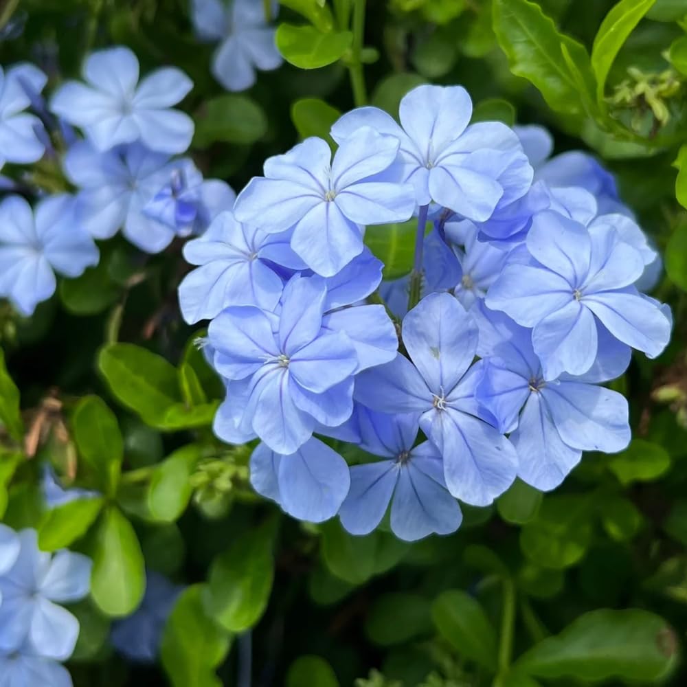 Set 4 Plumbago Plants 4–6'' Tall, Vibrant Flowering Shrubs for Garden or Containers, Well Rooted, Ready to Grow (Blue)