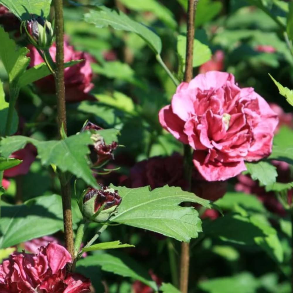 Set of 2 Althea Rose of Sharon Seedlings, Bareroots 1-2 Feet Tall Hardy Flowering Shrubs for Outdoor Planting (Red)