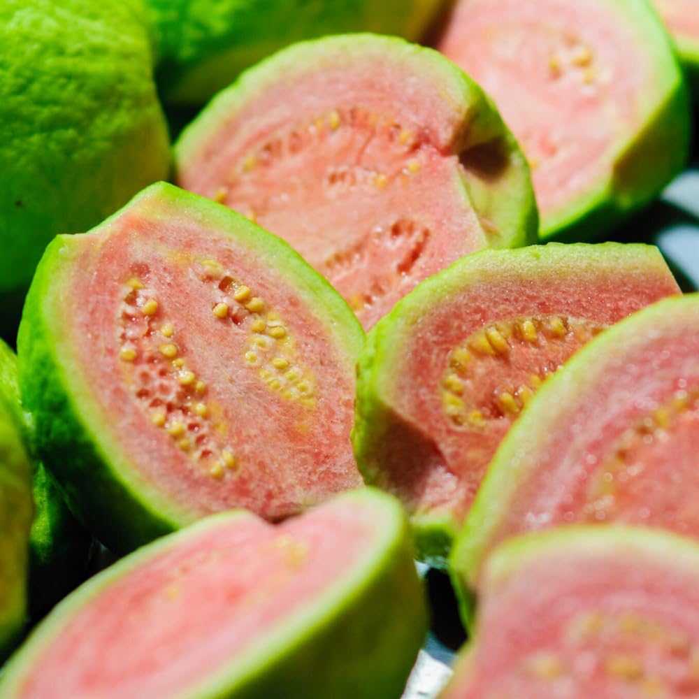 Guava Tree in 3 Gallon Pot, High Yielding Guava Fruit Tree Plant for Outdoor Garden, Tropical Plant for Backyard Orchard, Patio or Landscape Growing (Pink Guava)