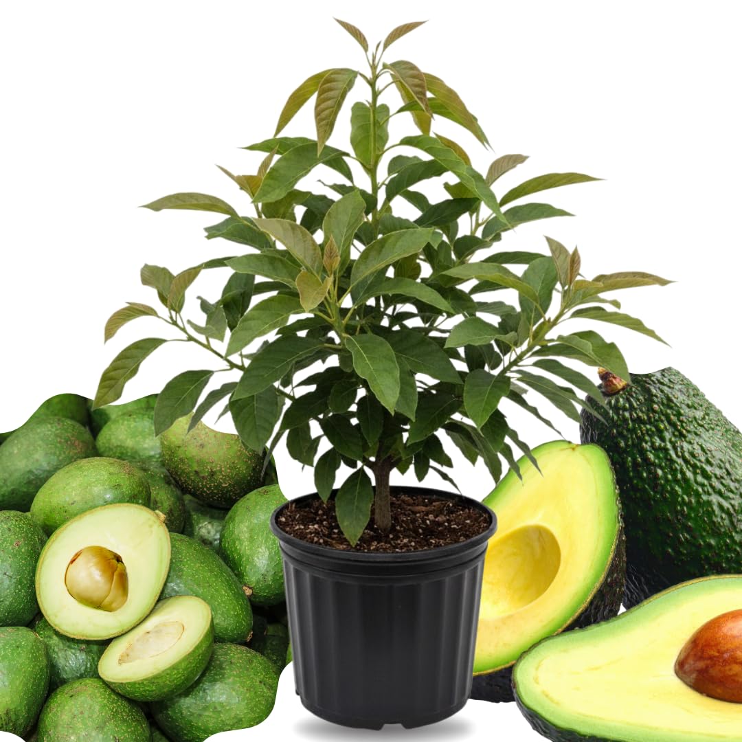 HASS Avocado Tree Live Plant, 2-3 Feet Tall, Avocado Fruit Tree in 3 Gallon Pot for Patio, Container, and Outdoor Garden Growing