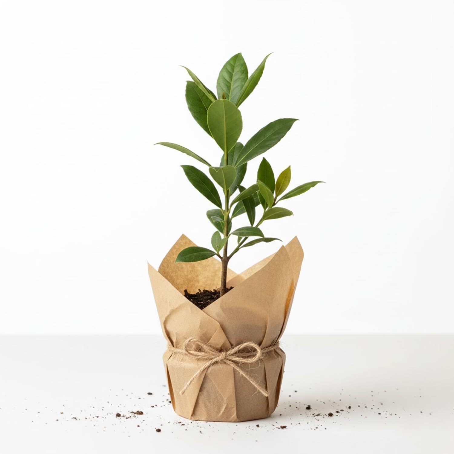 Bay Leaf Tree Live Plant, 4-7 Inches Well Rooted, 6 Months Old Laurus Nobilis Live Plant, Sweet Bay Laurel for Outdoor Garden