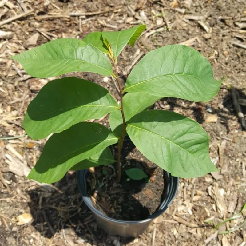 1 Pawpaw Tree Live Plant Up to 6 Inches in Tall, Dormant, No Pot in Winter, Paw Paw Tree Plant Starter Size for Spring Planting, Outdoor Cold Hardy