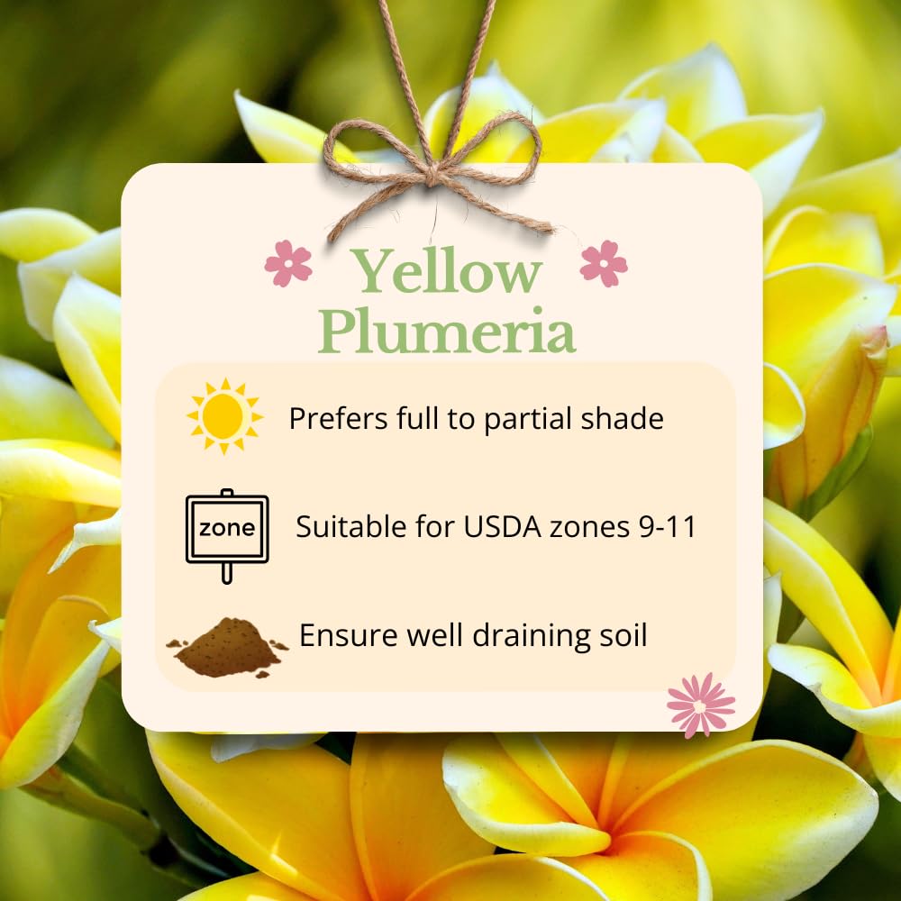 Pack 2 Rare Yellow Plumeria Plant Cutting, White and Yellow Fragrant Flowers, 10-12 Inches Long Cutting, Ready for Planting