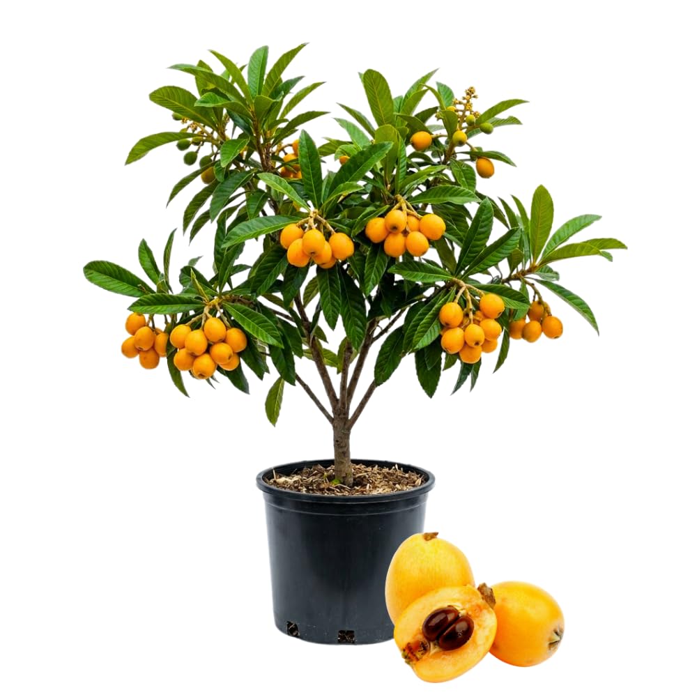 Loquat Tree Live Plant, Perennial Golden Loquat Fruit Tree, Well Rooted, 2 Feet Tall, 3 Gallon Pot, for Outdoor Growing, No Ship to CA
