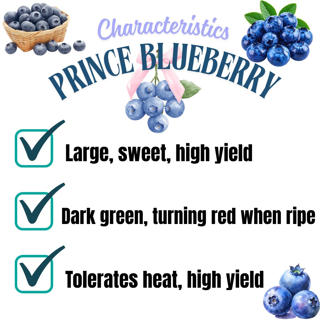 Fruit-Bearing Prince Blueberry Bush Tree Live Plant, 2 Years Old 1-2 Feet Tall in 1 Gallon Pot, Blueberries Plants, High Yielding, Ready to Harvest, No CA