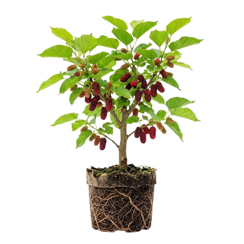 Red Mulberry Tree Live Plant, Well-Rooted Fruit Tree, 4-8 Inch Tall