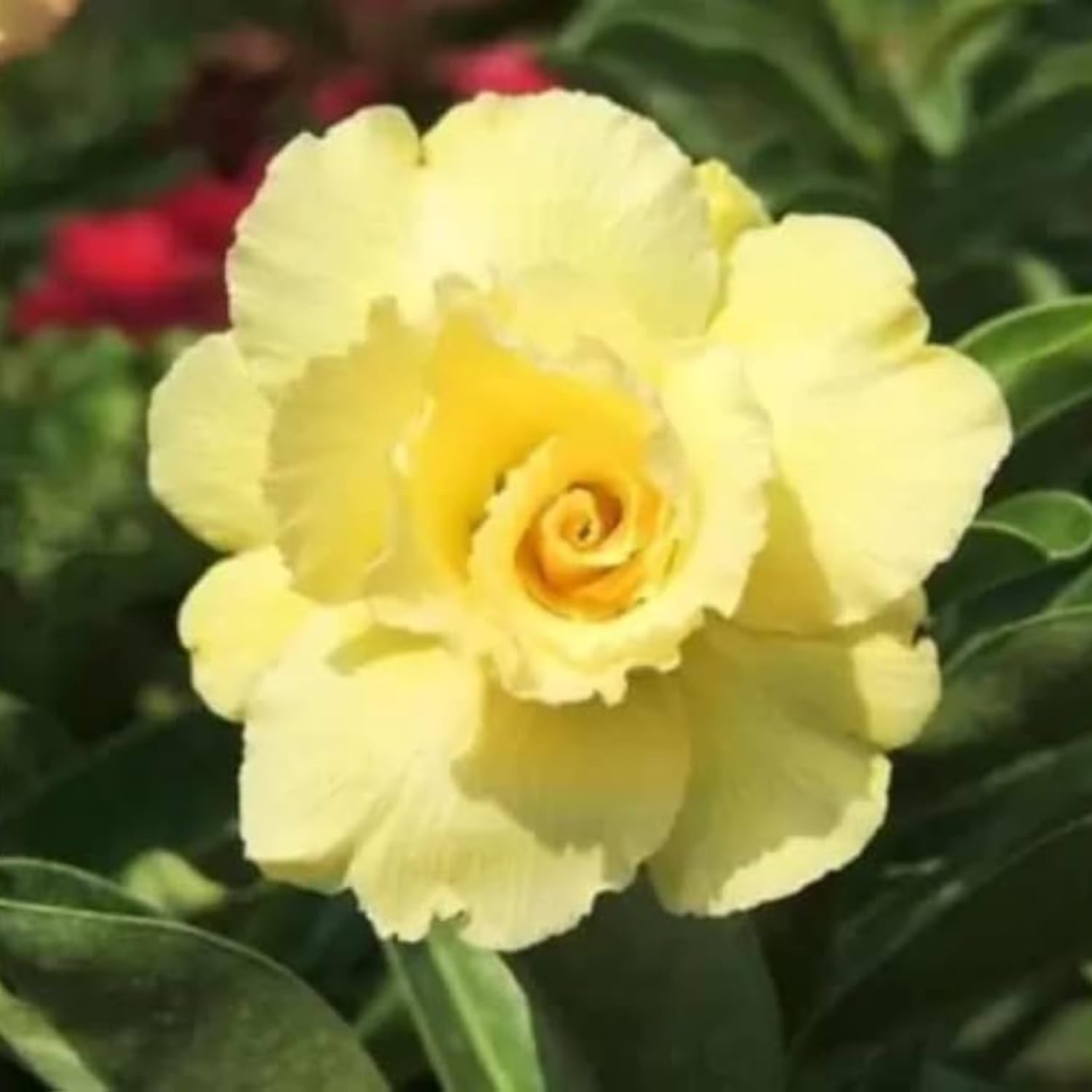 Desert Rose Plant Live, Adenium Desert Rose Bushes Well Rooted, 4-7" Tall, Flowering Succulent Seedling