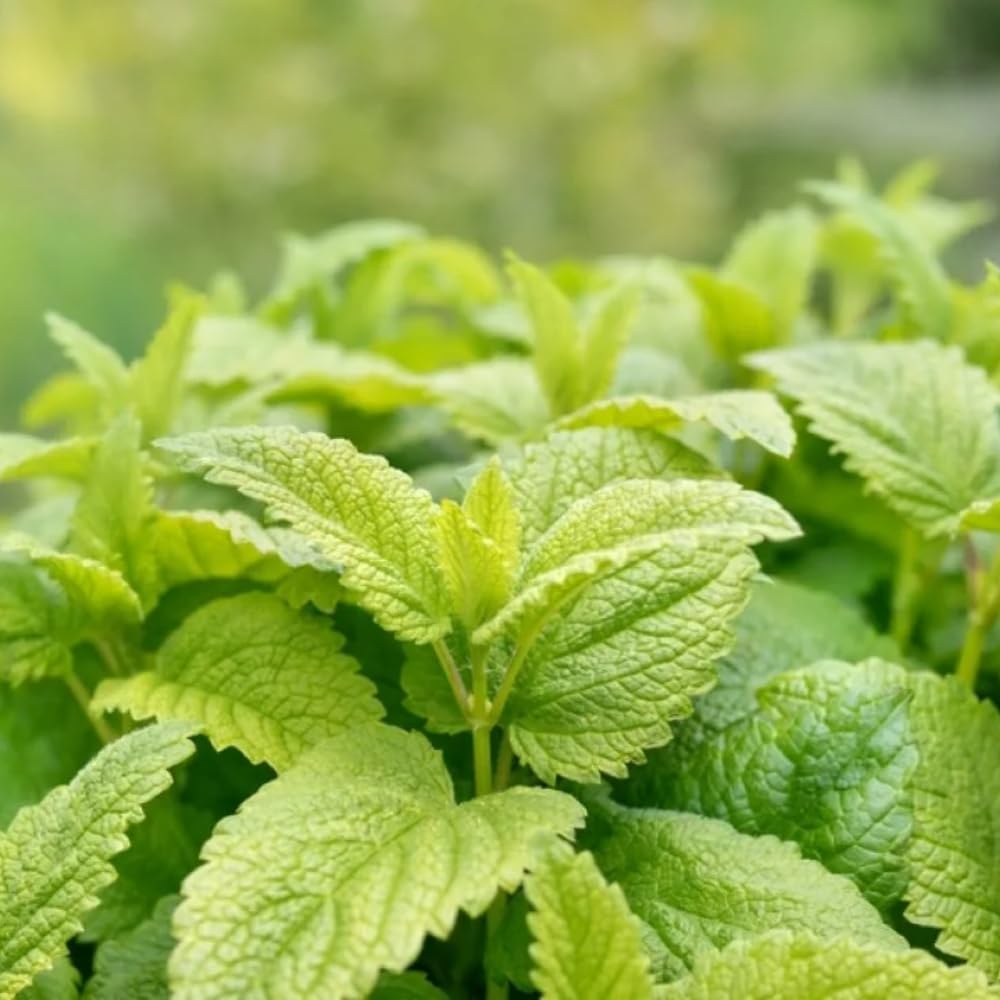 Set of 4 Lemon Balm Plants Live, Perennial Herb for Indoor or Outdoor Planting, 4-7 Inch Tall