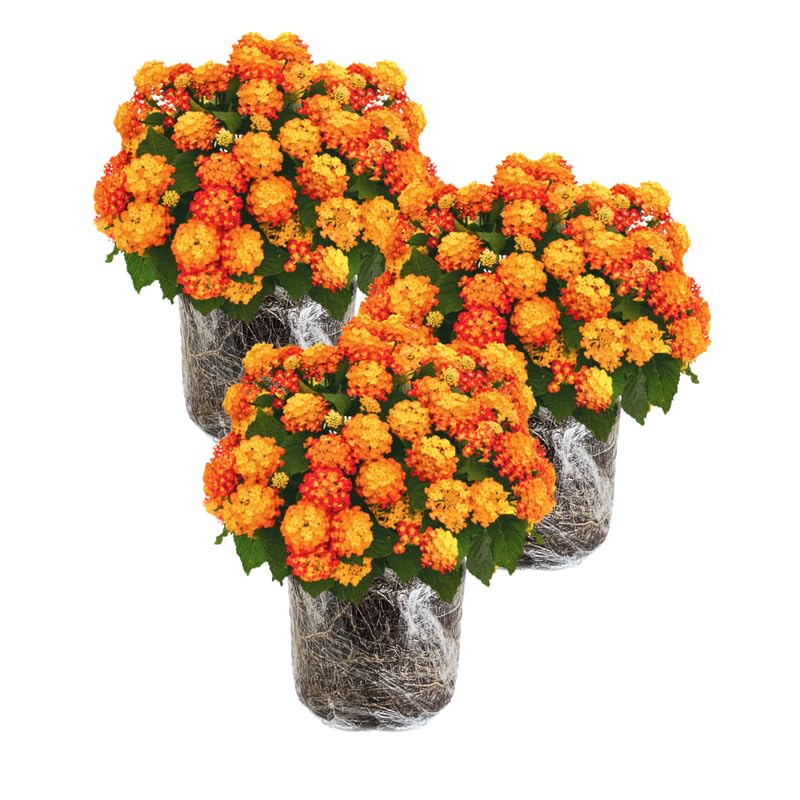 3 Lantana Plants Live, Yellow Orange Lantana Flower Live Plant, Colorful Perennial Flower Garden, 4 to 7 Inches