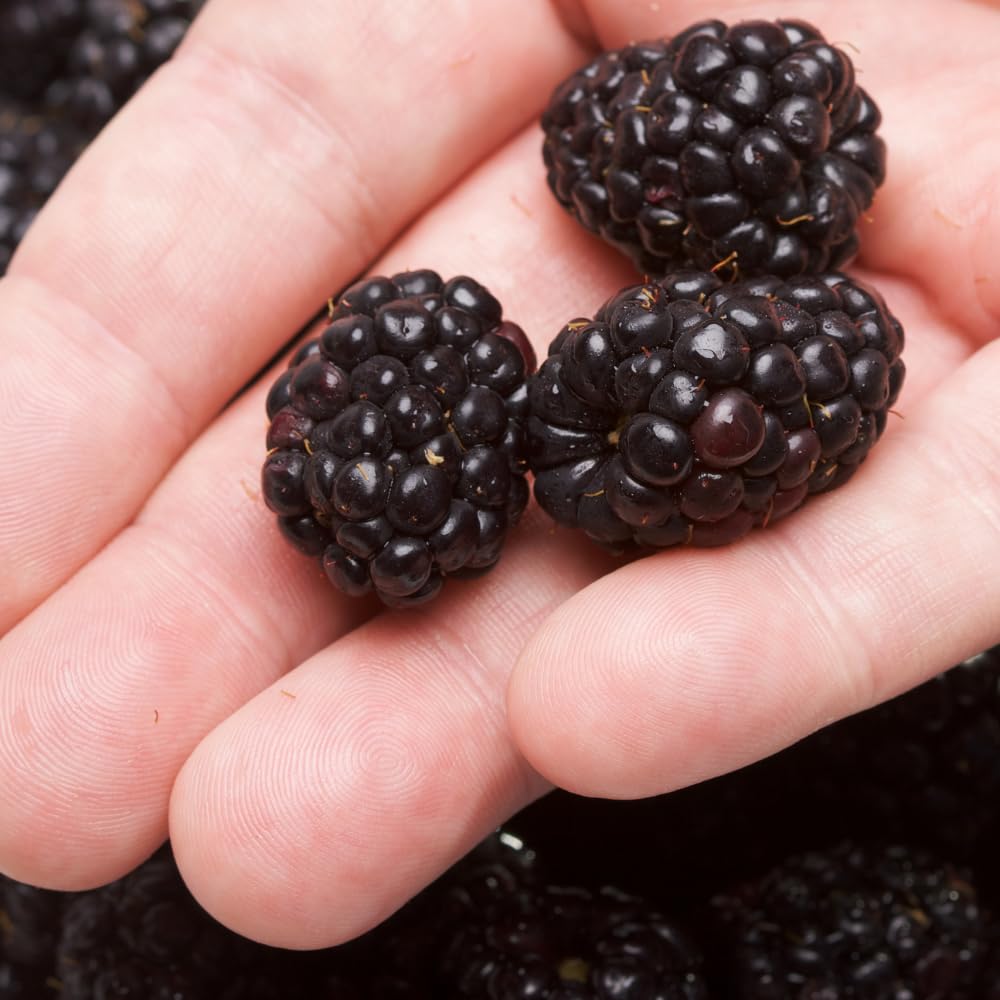 2 Boysenberry Plants Live, Fruit Bearing Boysenberries Tree, 4-6 Inch Tall