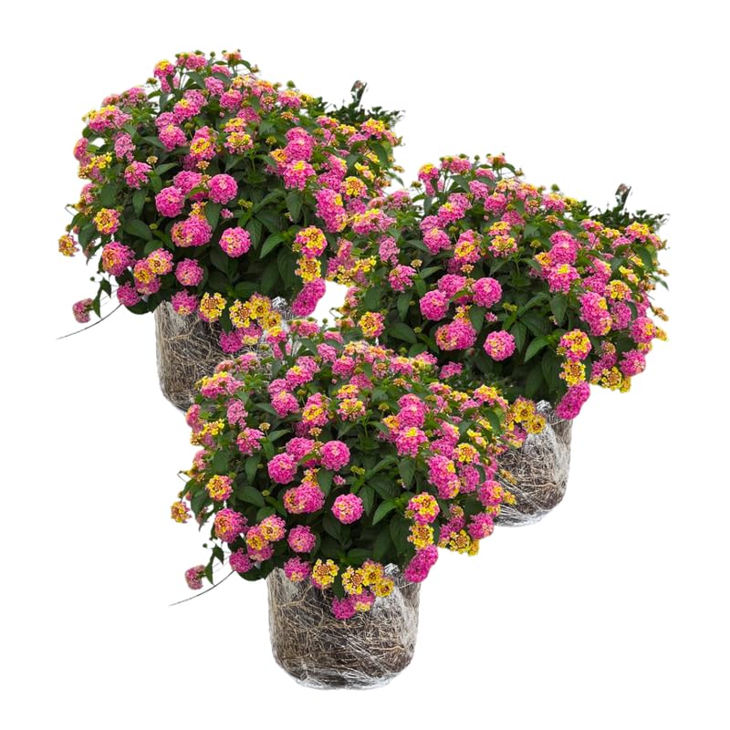 3 Lantana Plants Live, Pink Lantana Flower Live Plant, Colorful Perennial Flower Garden, 4 to 7 Inches