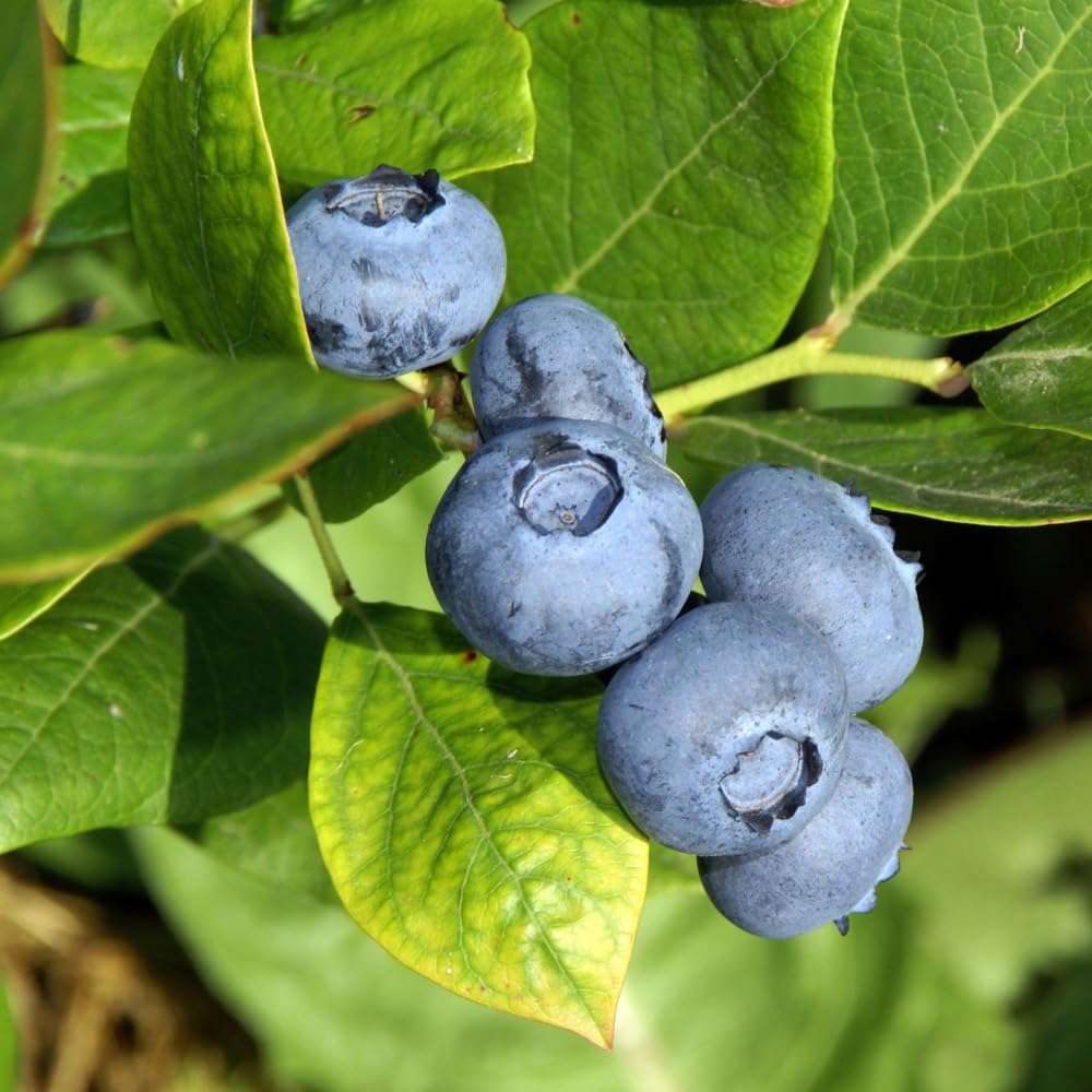 Prince Blueberry Tree Plant, 2 Gallon Pot, 1-2 Ft Tall - Rabbiteye Blueberry Bush, Sweet Berry Fruit Plant for Outdoor Growing, No Ship to CA