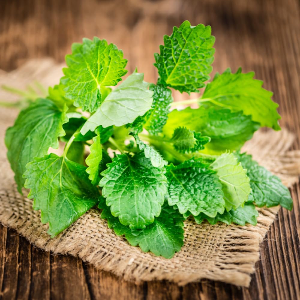 3 Lemon Balm Mint Herb, Lemon Balm Plants Live for Home Garden Indoor Outdoor, 4-6" Tall Well Rooted