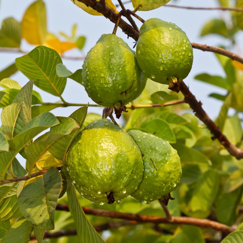 Guava Tree in 3 Gallon Pot, High Yielding Guava Fruit Tree Plant for Outdoor Garden, Tropical Plant for Backyard Orchard, Patio or Landscape Growing (White Guava)