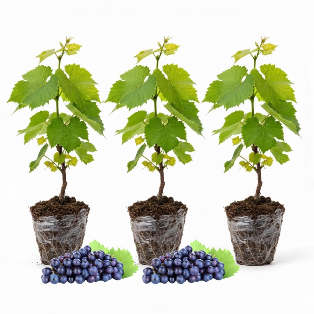 Set of 3 Muscadine Grape Plants Live, 4-6" Tall Seedless Grape Vines for Outdoor Planting, Hardy Fruit Plants for Garden and Vineyard (Deep Purple Black Grape)