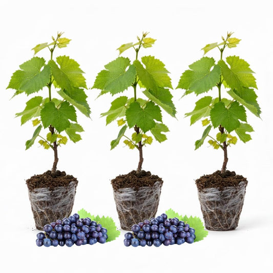 Set of 3 Muscadine Grape Plants Live, 4-6" Tall Seedless Grape Vines for Outdoor Planting, Hardy Fruit Plants for Garden and Vineyard (Deep Purple Black Grape)