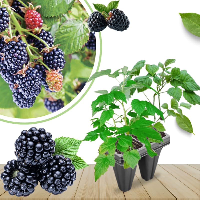 Pack 2 BlackBerry Plants Live, 4-8 Inch Tall, Chester Blackberries Fully Rooted High Yield Berry Plants for Outdoor Planting