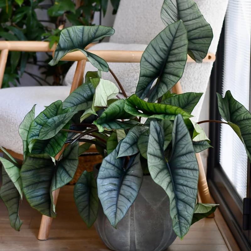 Alocasia Plant Live, 4-8 Inches Tall, Rare Alocasia Houseplant, No Pot, Foliage