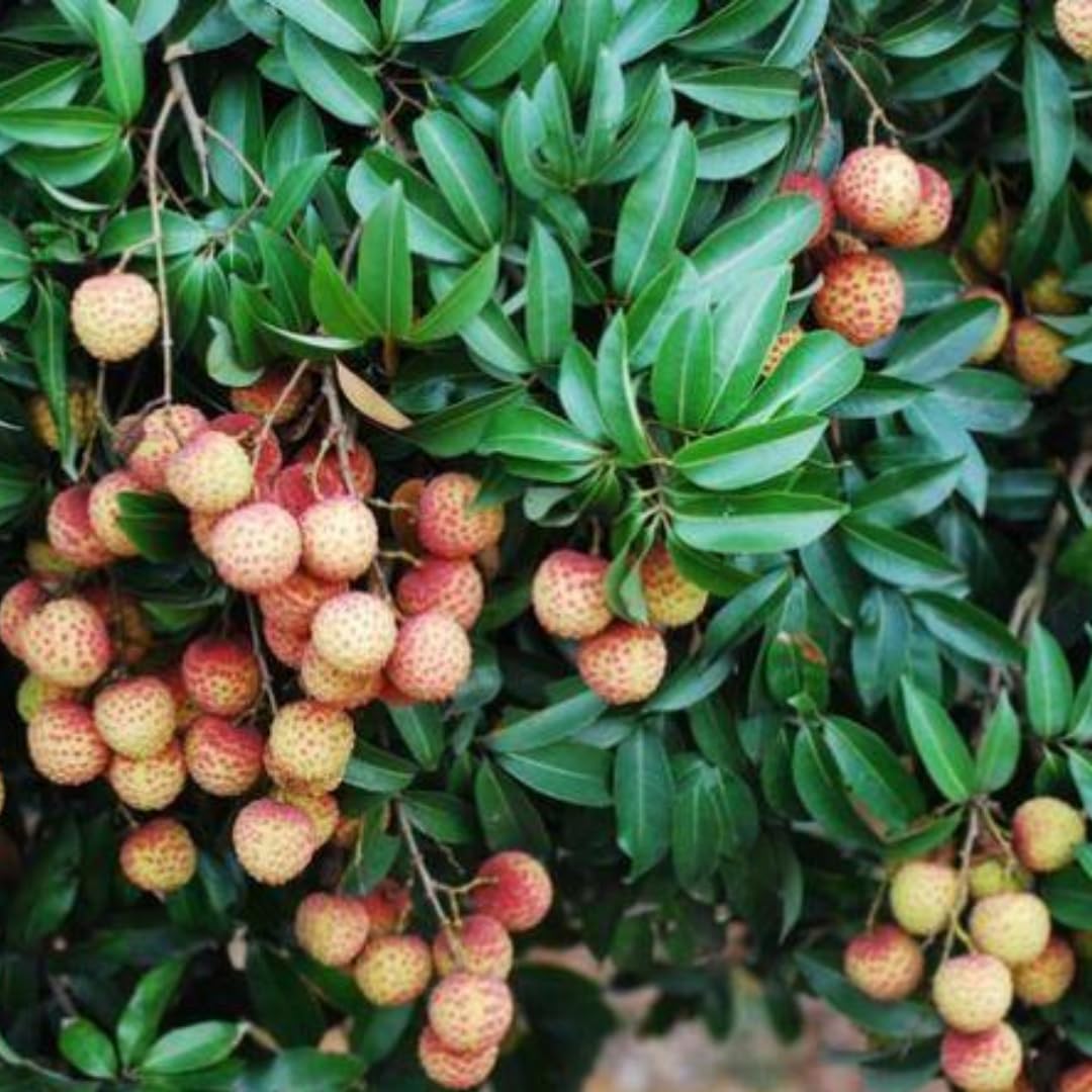 15 Lychee Seeds, Lychee Fruit Seeds for Planting Outdoor, Heirloom Seed