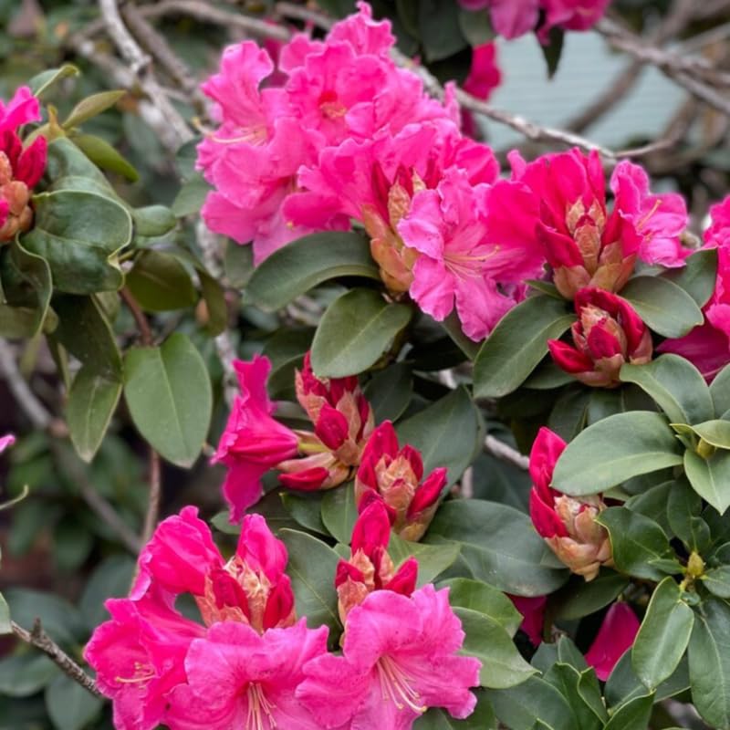 Dwarf Deep Reddish-Pink Rhododendron Live Plant Shrubs for Outdoor Planting, Azalea Bushes Ready to Plant, Fragrant Rhododendron Plant Live