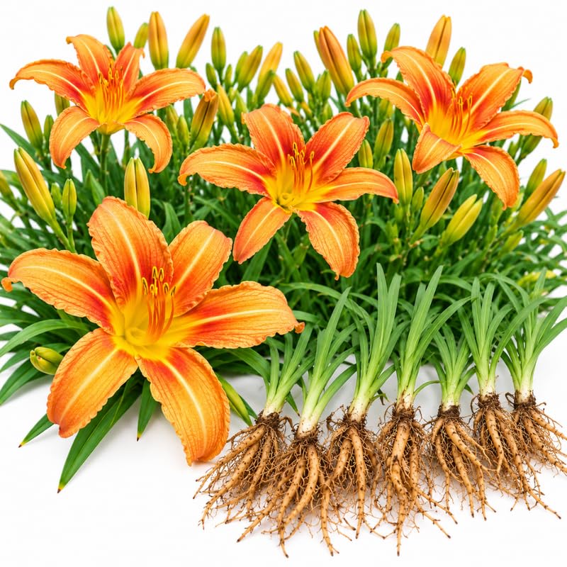 6 Orange Daylily Live Plants, Perennial Lily Flowers