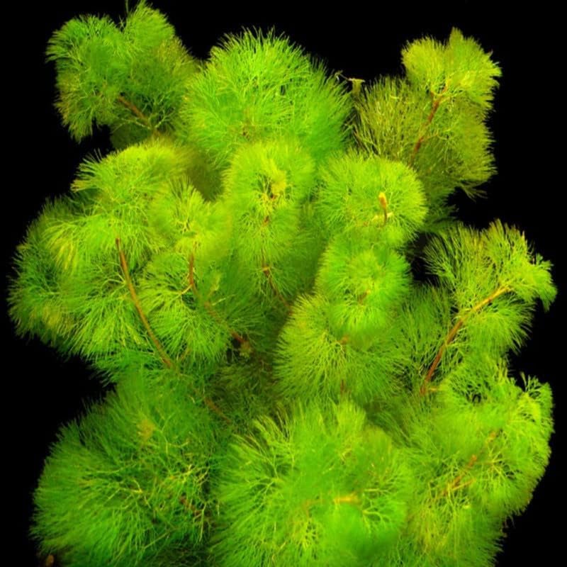 Set of 14 Green Cabomba Plants Live, Aquarium Plants Live, 4 to 7 Inch Tall, Live Aquarium Plants, Cabomba Live Plants, Easy to Plant
