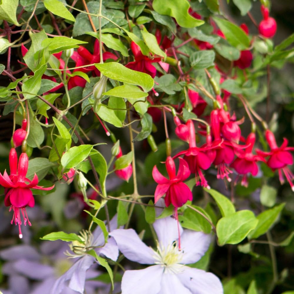 Red Fuchsia Plant Live, Fuchsia Flower Plant, Indoor Outdoor Garden Planting, 2-4 Inches Tall