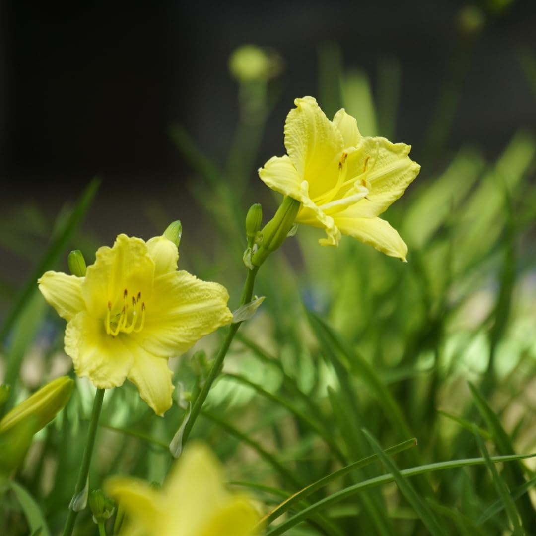 Set of 3 Live Yellow Daylily Plants, Flowering Daylilies, Hardy Perennial Flowers for Planting
