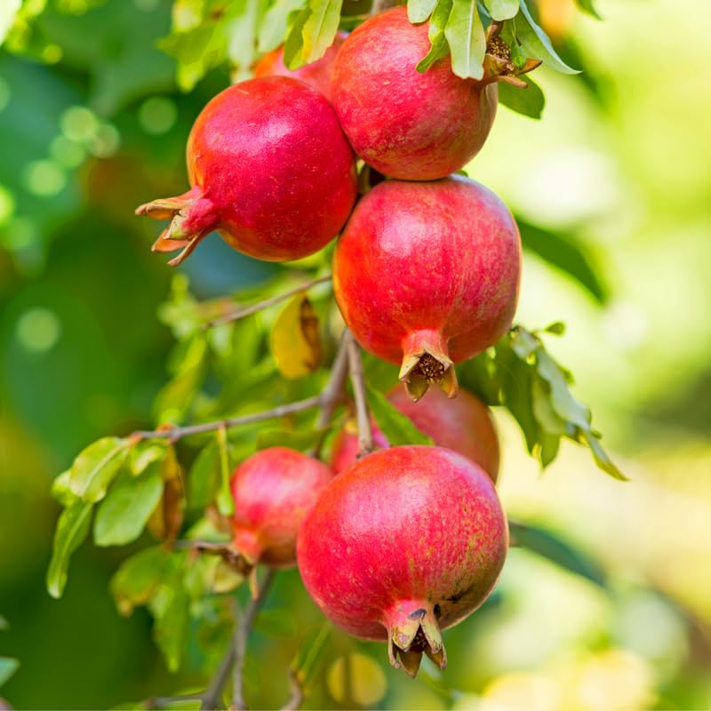 Live Pomegranate Tree, Sweet Pomegranate Fruit Tree in 1 Gallon Pot for Planting Outdoors, No Ship to CA
