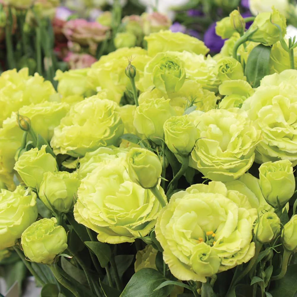 Green Eustoma Lisianthus Plants Live Plug Size, Well-Rooted 3-5" in Tall, Texas Bluebell, Thornless Love Rose Plant, Summer Fall Bloom