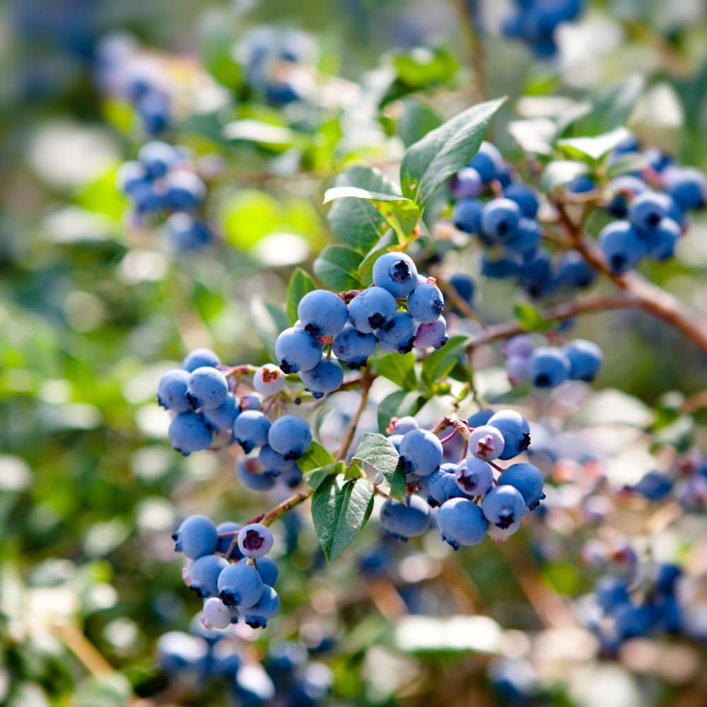 2 Blueberry Bushes Live Plant, 4-6'' Tall Well Rooted Plant, Sweet, High-Yielding, Hardy Blueberries for Garden or Containers (Jewel Blueberry)