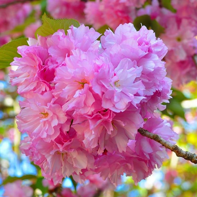 Live Cherry Blossoms Tree Plant, Kwanzan Flowering Cherry Blossom in 2.5 Inches Pot, Dormant in Winter, Perennial Bloom, 9 Months Old Trees