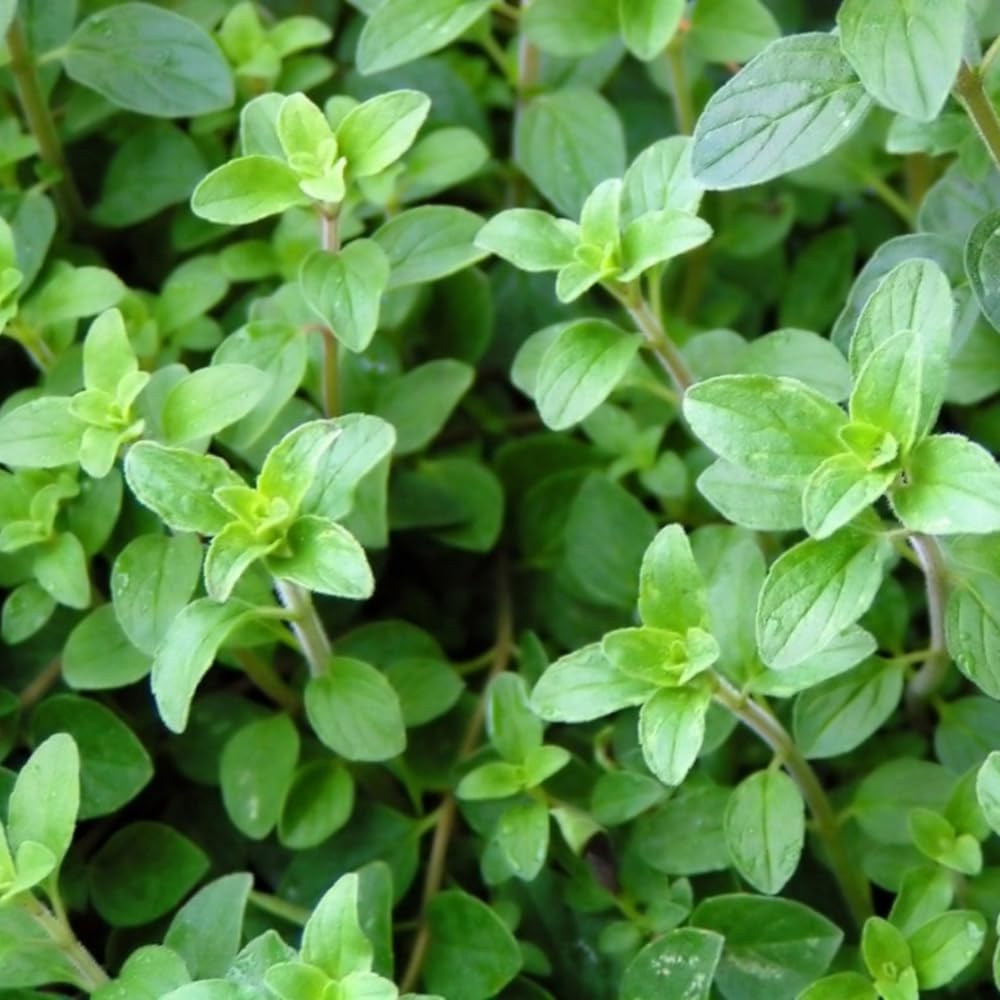 Pack 4 Greek Oregano Plants Live, 4-6 Inches Tall, Culinary Herb Plants for Planting
