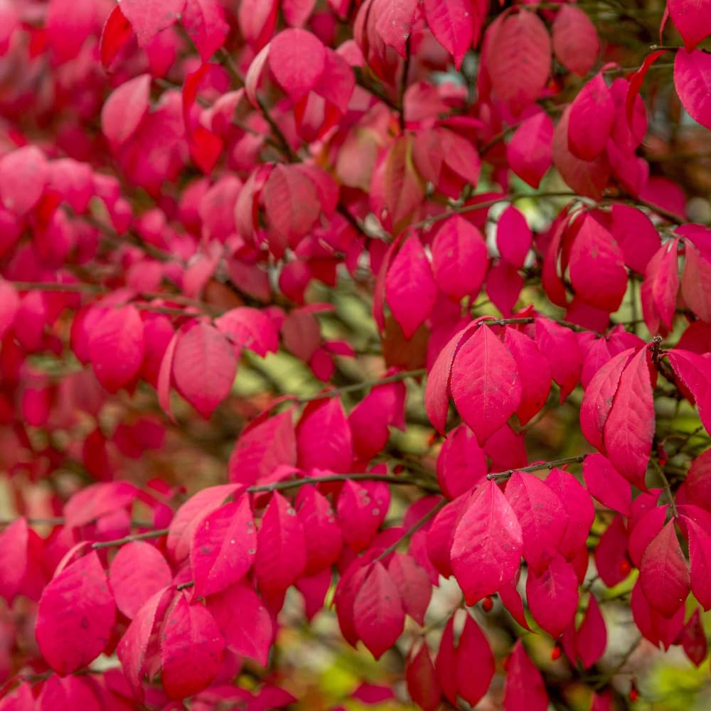 Dwarf Burning Bush Plant Live, in 4" Pot, Hardy Burning Bush Shrub for Outdoor Landscaping, No Ship to NY, NH, MA, VT