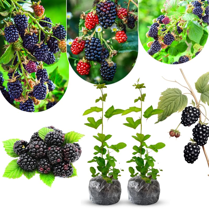 Pack 2 BlackBerry Plants Live, 4-8 Inch Tall, Osage Blackberries Fully Rooted High Yield Berry Plants for Outdoor Planting