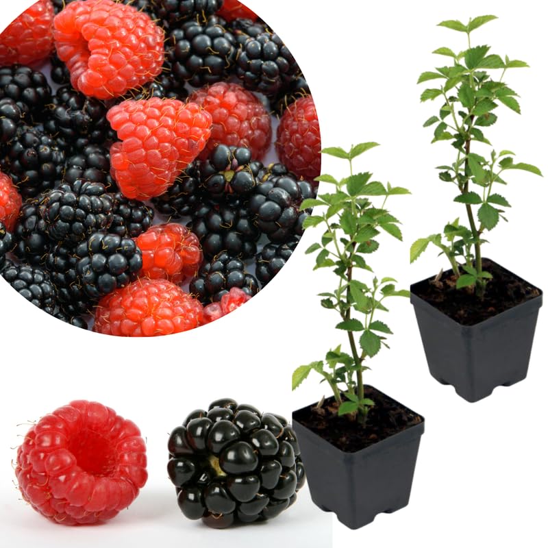 2 Random BlackBerry Plants Live for Planting, High Yielding, Sweet Juicy Berries for Your Garden, 4-6" in Tall, Cold Hardy, Dormant in Winter, No Pot