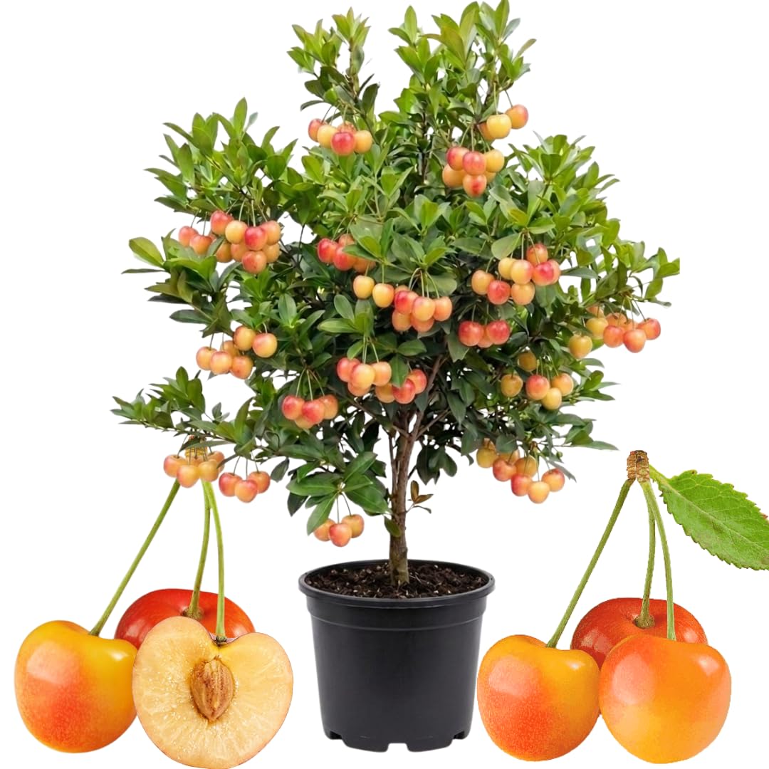 Cherry Tree Live Plant, Sweet Cherry Fruit Tree, Cold Hardy Outdoor Garden Tree, 3–4 Feet Tall in 3 Gallon Pot, Ready to Grow, No Ship to CA (Rainier Cherry)