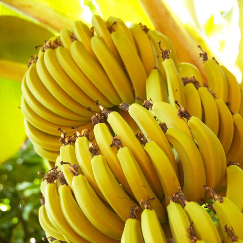 Yellow Banana Tree Live Plant, High Yield, Banana Live Plant Tropical Fruit, Easy to Plant Outdoor, 5-7 Inc Tall, Well-Rooted, No Pot, Winter Hardy