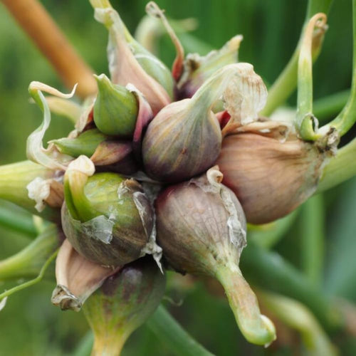10 Walking Onion Bulbs to Plant, Outdoor Garden Vegetable