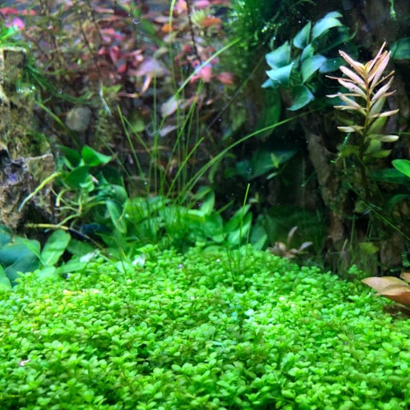 Dwarf Baby Tears Aquarium Live Plant 1 Portion, Dwarf Baby Tears Live Aquatic Plants for Freshwater Aquarium Plants
