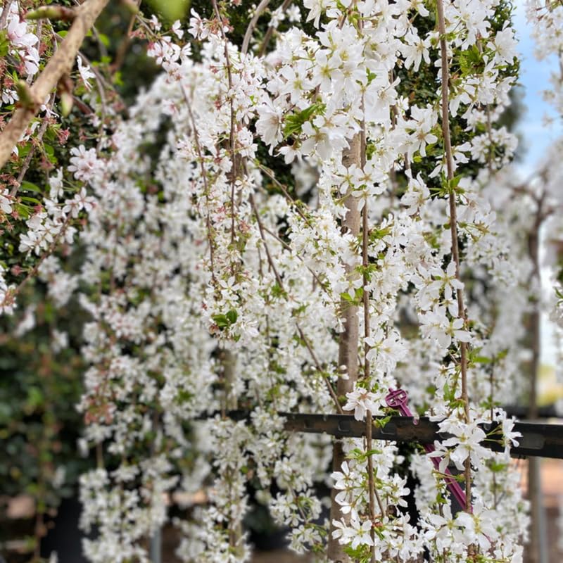 Cherry Blossom Tree, White Weeping Cherry Tree Live Plant, 6-12 Inch Tall in 2.5 Inch Pot, Dormant in Winter