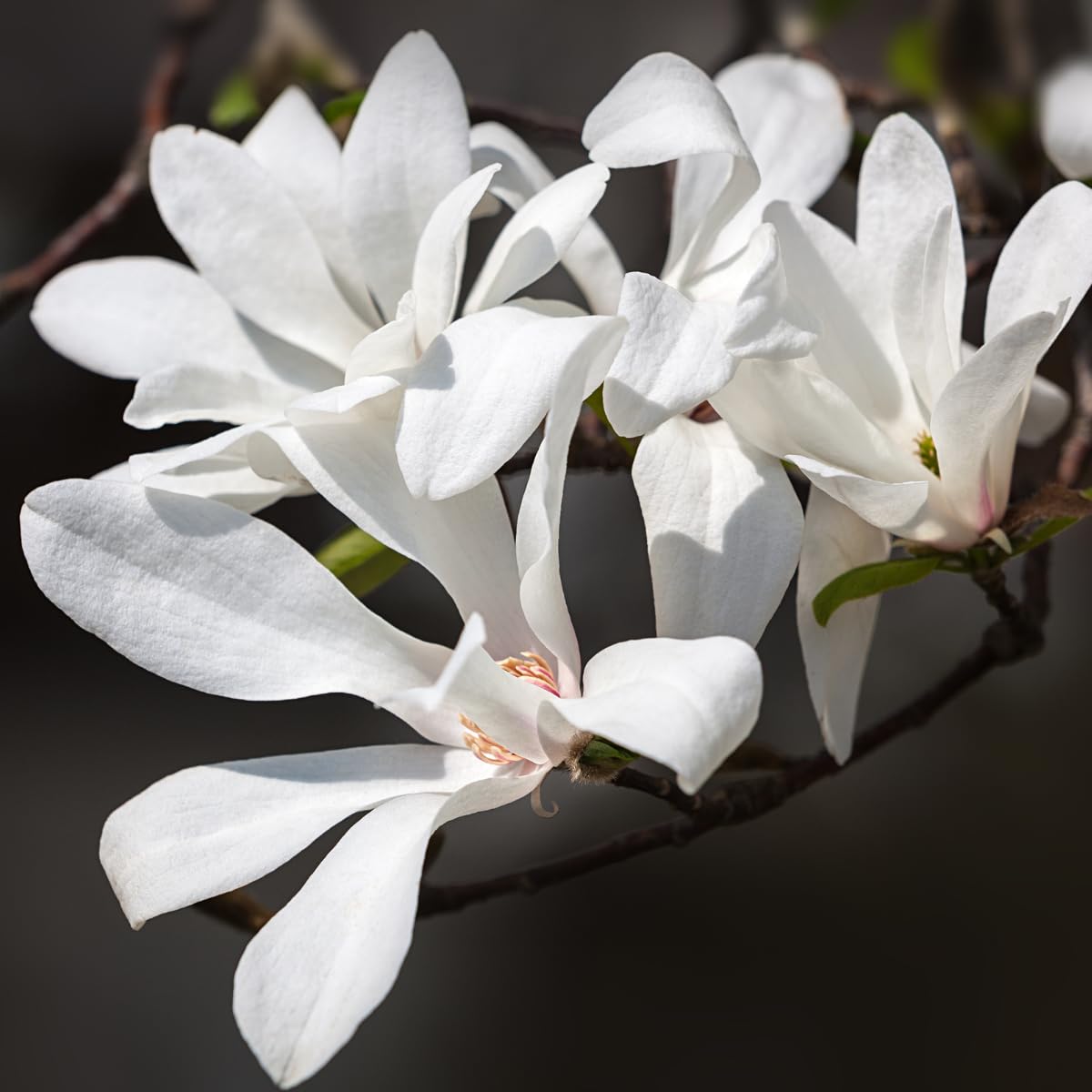 Star Magnolia Tree, 18-24 Inch Magnolia Trees Live Plants, 1Gallon Pot, Fragrant White Flowers, Dormant in Winter