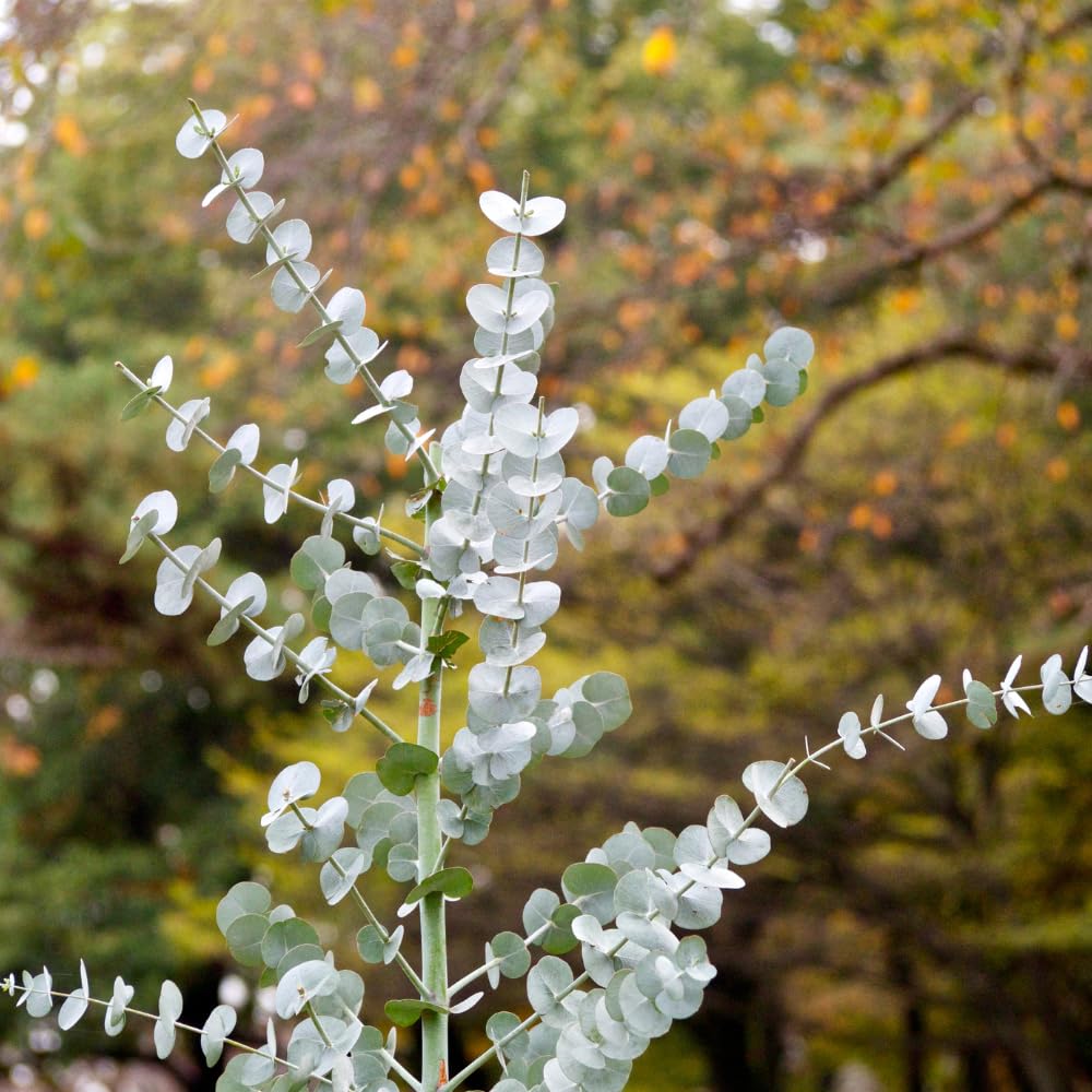 Pack 2 Silver Dollar Eucalyptus Tree, Eucalyptus Plant for Planting from 4 Inches