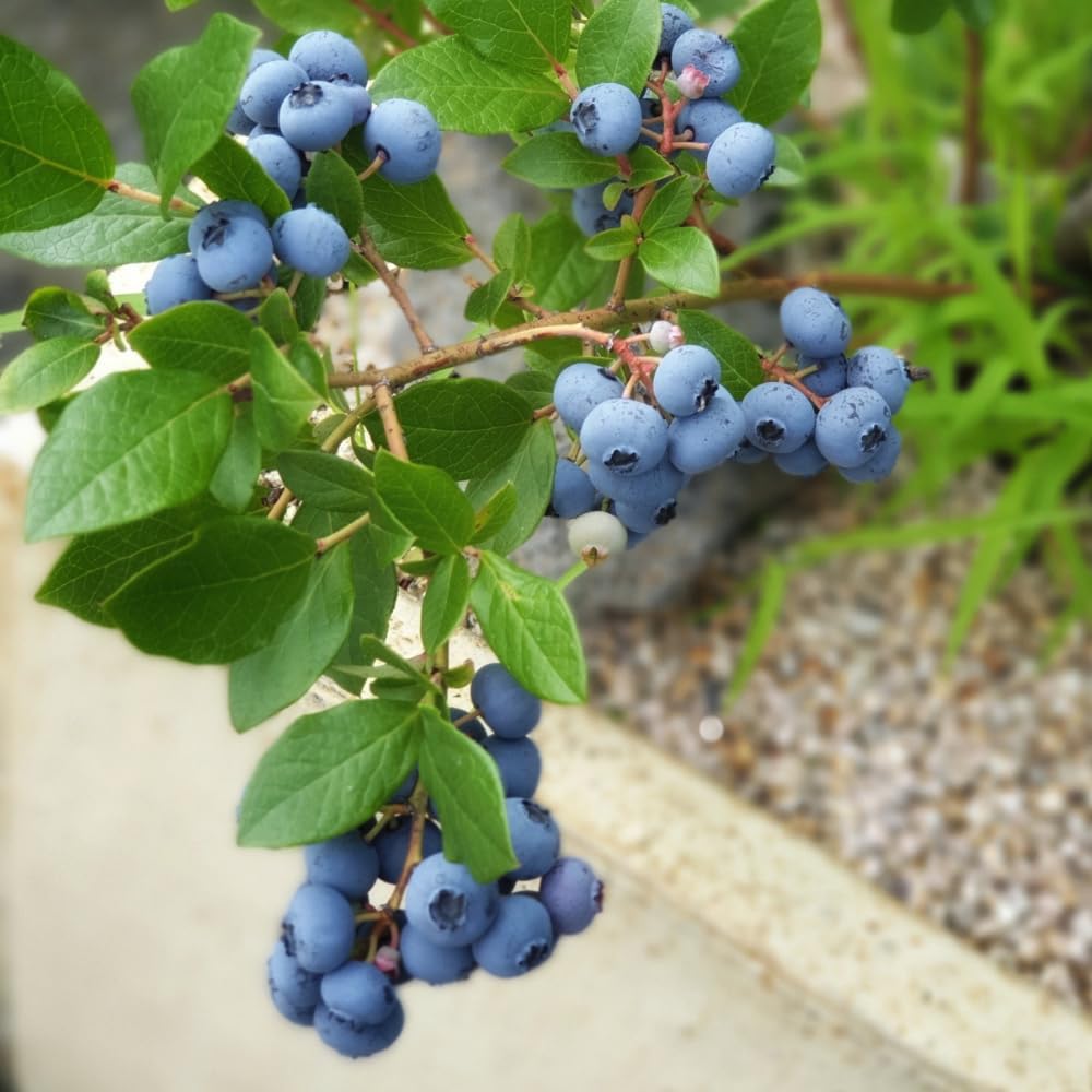 Prince Blueberry Tree Plant, 2 Gallon Pot, 1-2 Ft Tall - Rabbiteye Blueberry Bush, Sweet Berry Fruit Plant for Outdoor Growing, No Ship to CA
